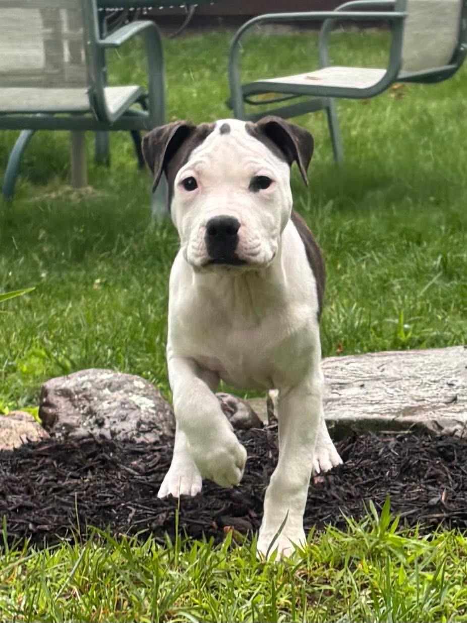 Enlarge Brutus, a Adopted American Bully in Kingston, MA image 4/4