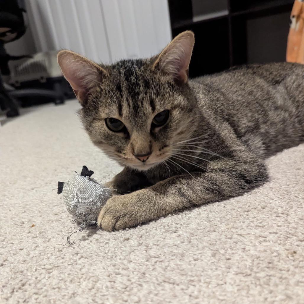 Kona, Adoptable, Adult Male Domestic Short Hair.