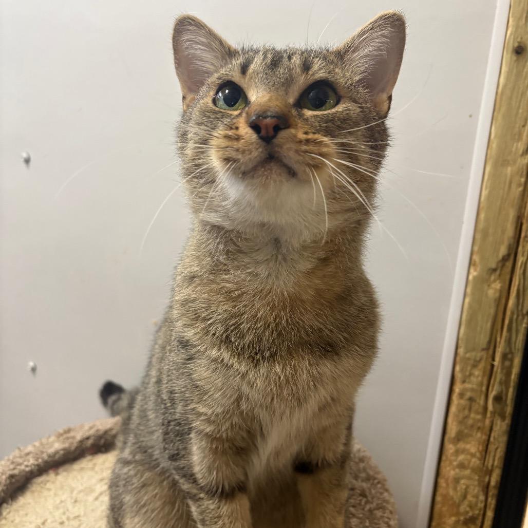 Enlarge Kona, a Adoptable Domestic Short Hair in Puslinch, ON image 2/6