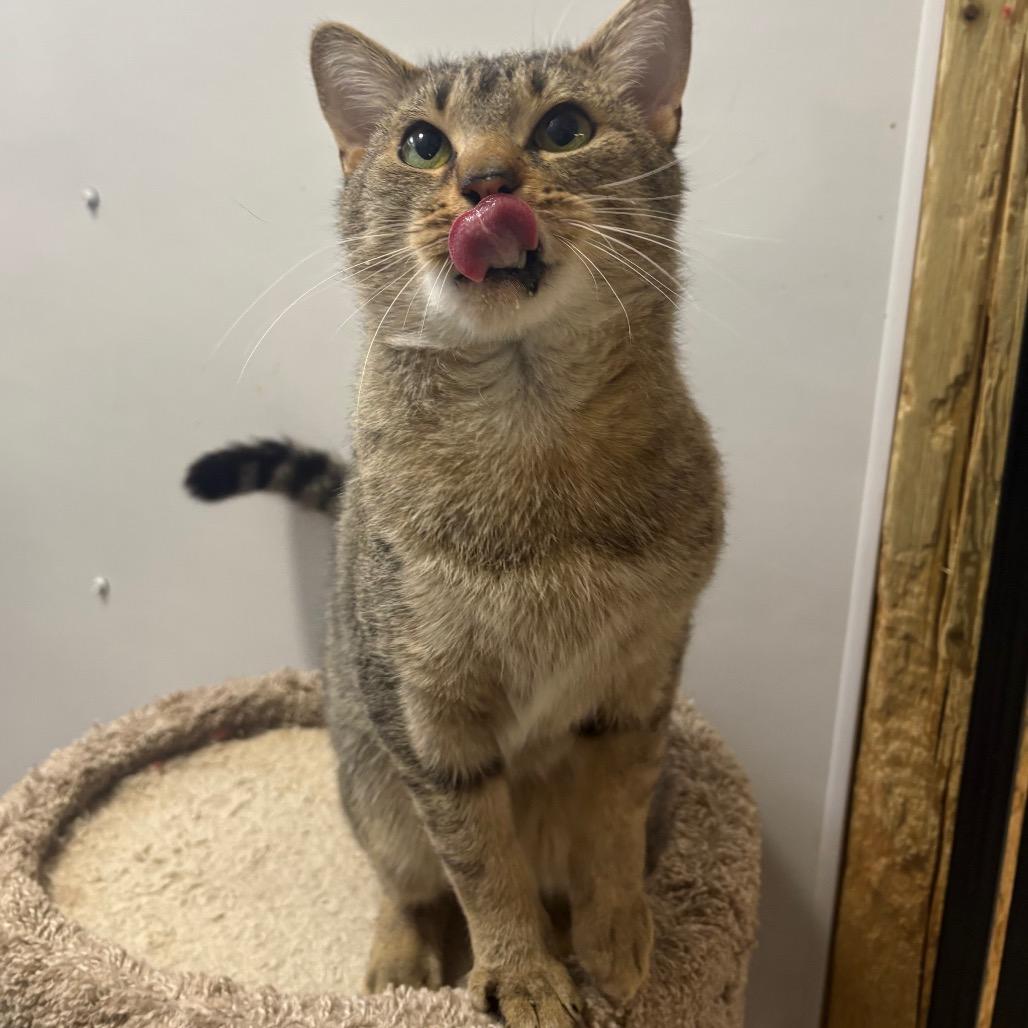 Enlarge Kona, a Adoptable Domestic Short Hair in Puslinch, ON image 4/6