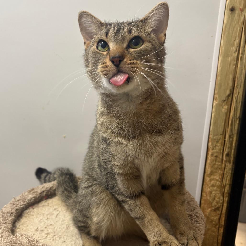 Enlarge Kona, a Adoptable Domestic Short Hair in Puslinch, ON image 5/6