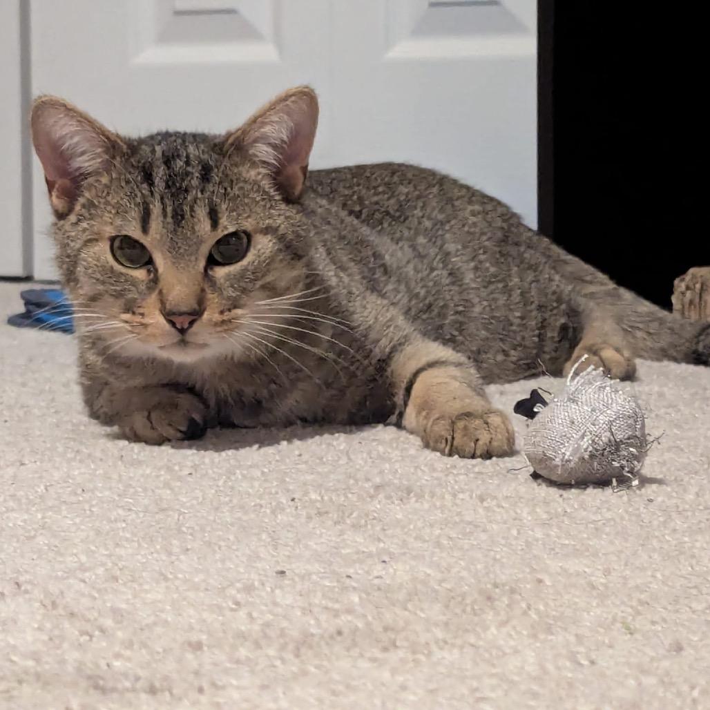 Enlarge Kona, a Adoptable Domestic Short Hair in Puslinch, ON image 6/6