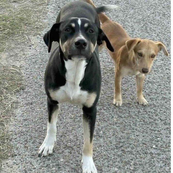 Enlarge Peppermint, an adopted mixed breed in Ridgefield, NJ image 4/6