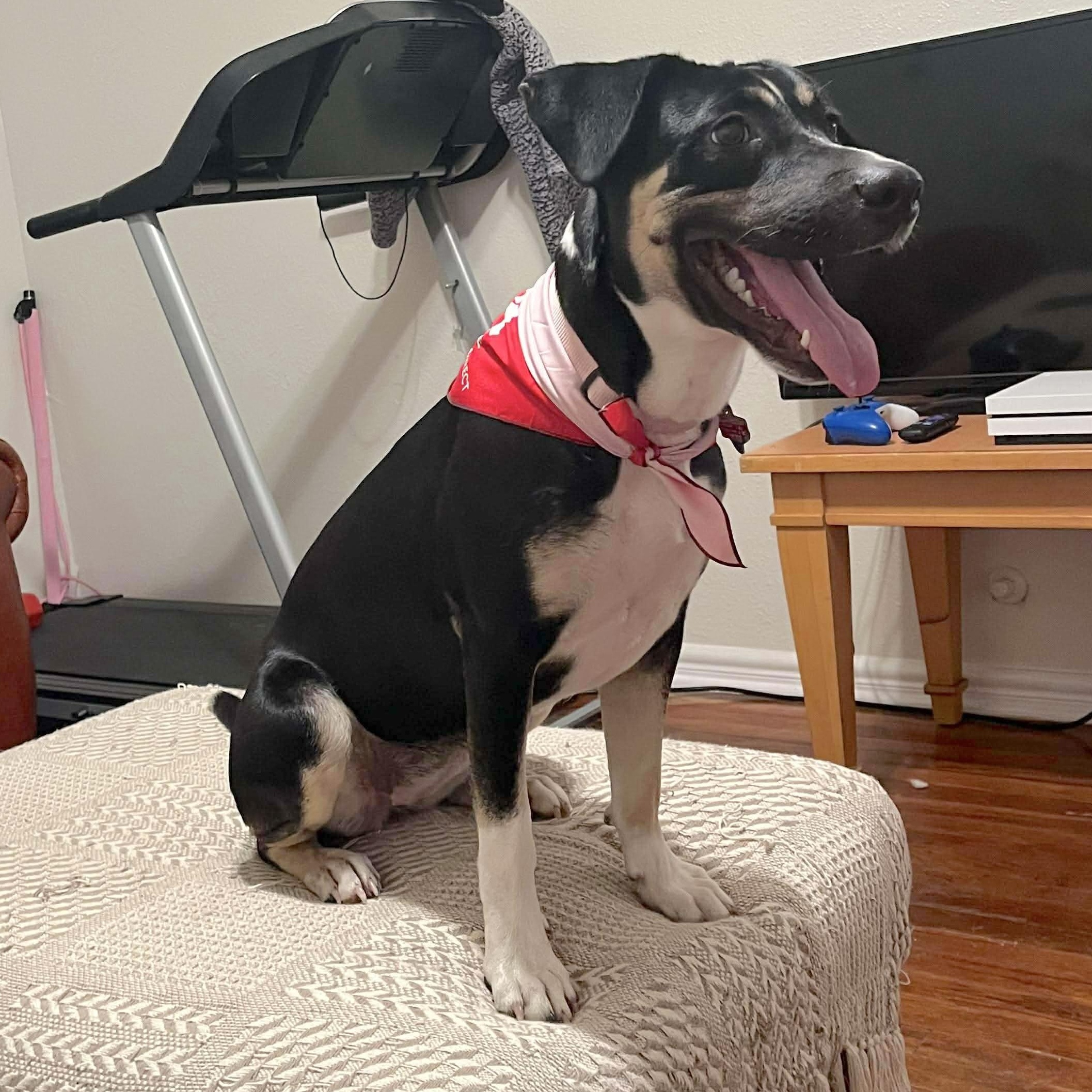 Enlarge Peppermint, an adopted mixed breed in Ridgefield, NJ image 2/6