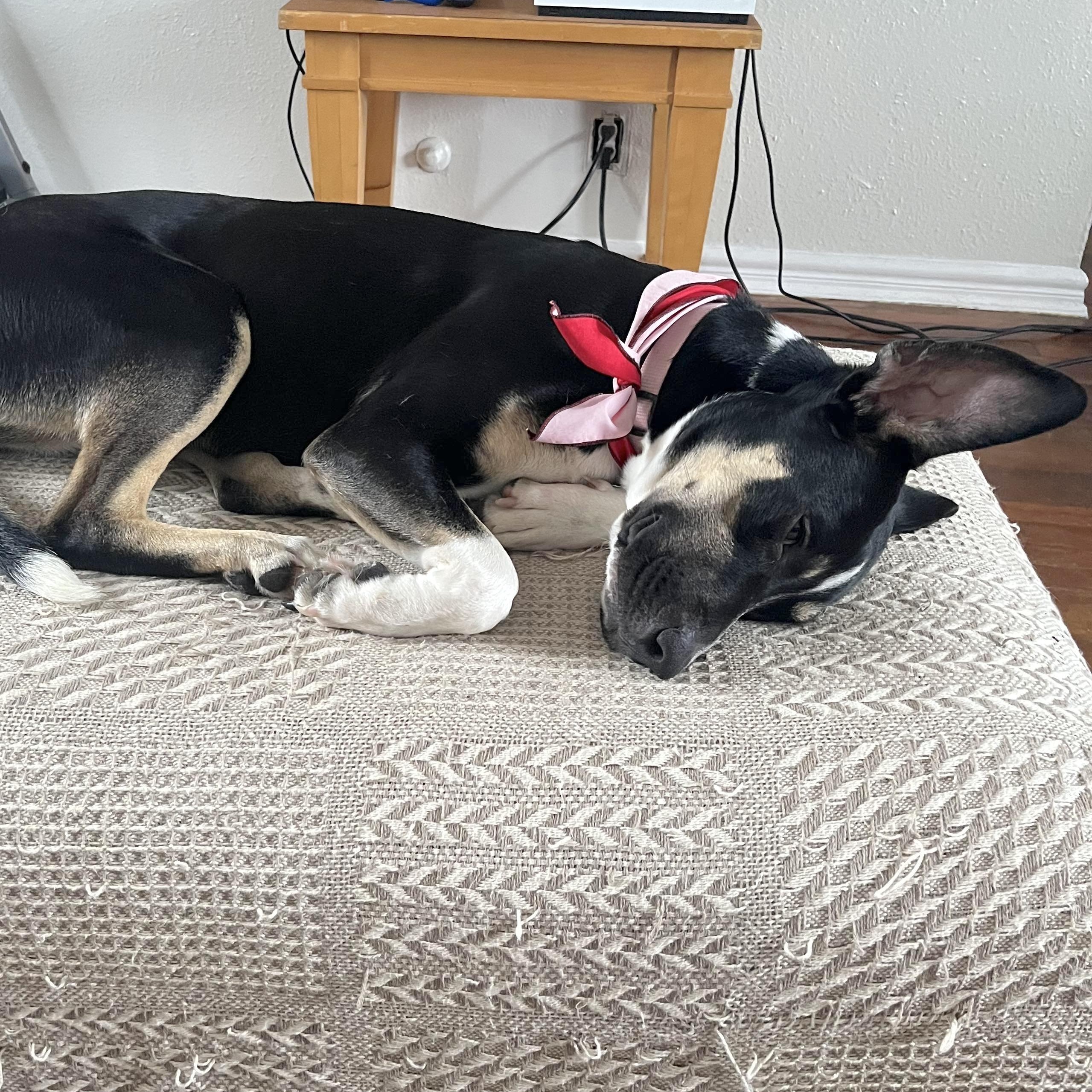 Enlarge Peppermint, an adopted mixed breed in Ridgefield, NJ image 6/6