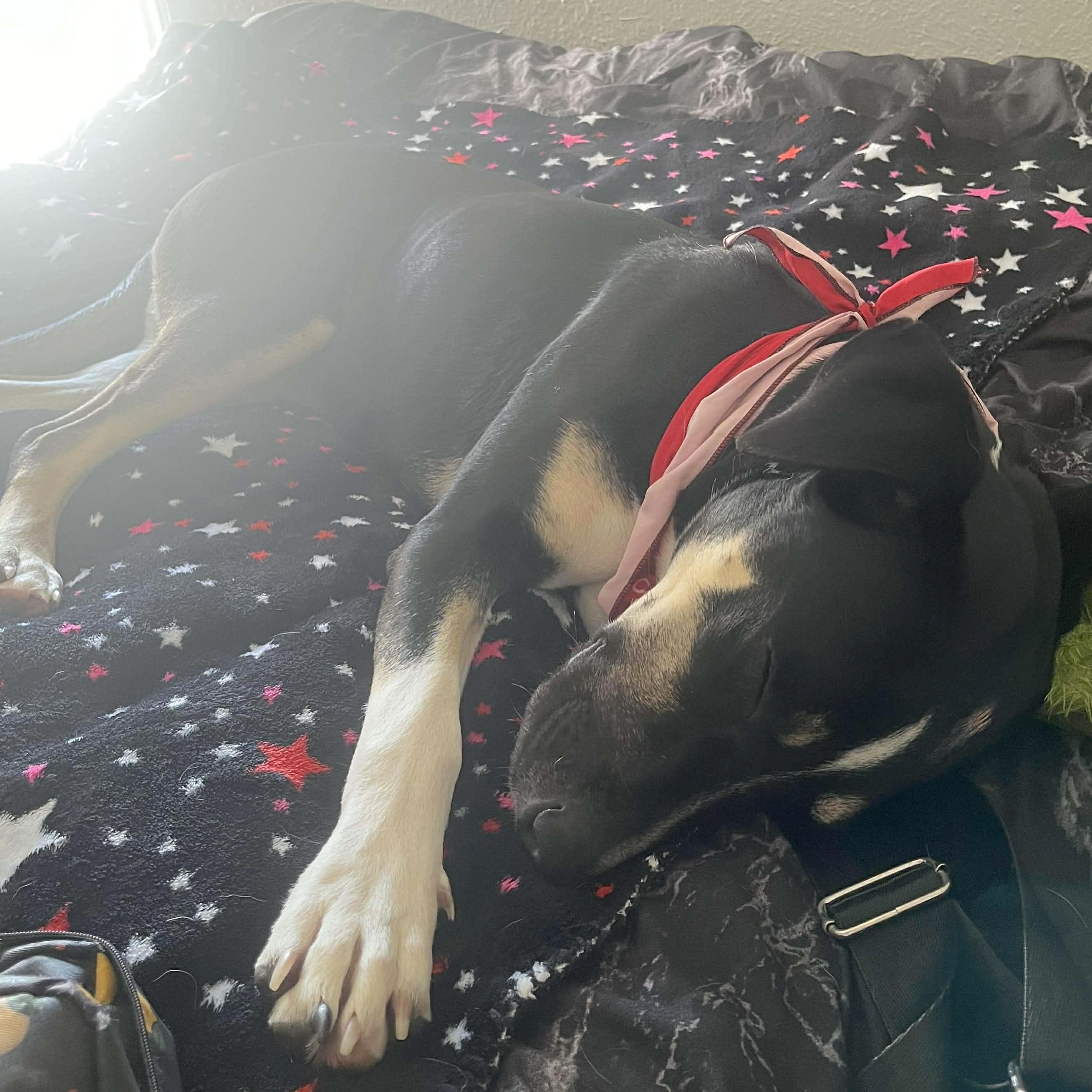 Enlarge Peppermint, an adopted mixed breed in Ridgefield, NJ image 5/6