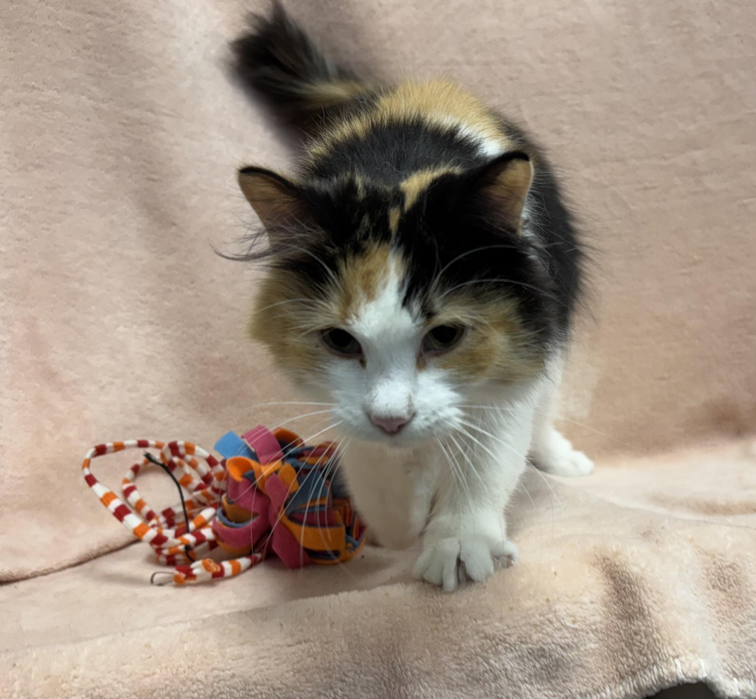 Calypso, an adoptable Domestic Long Hair in Torrington, WY, 82240 | Photo Image 1