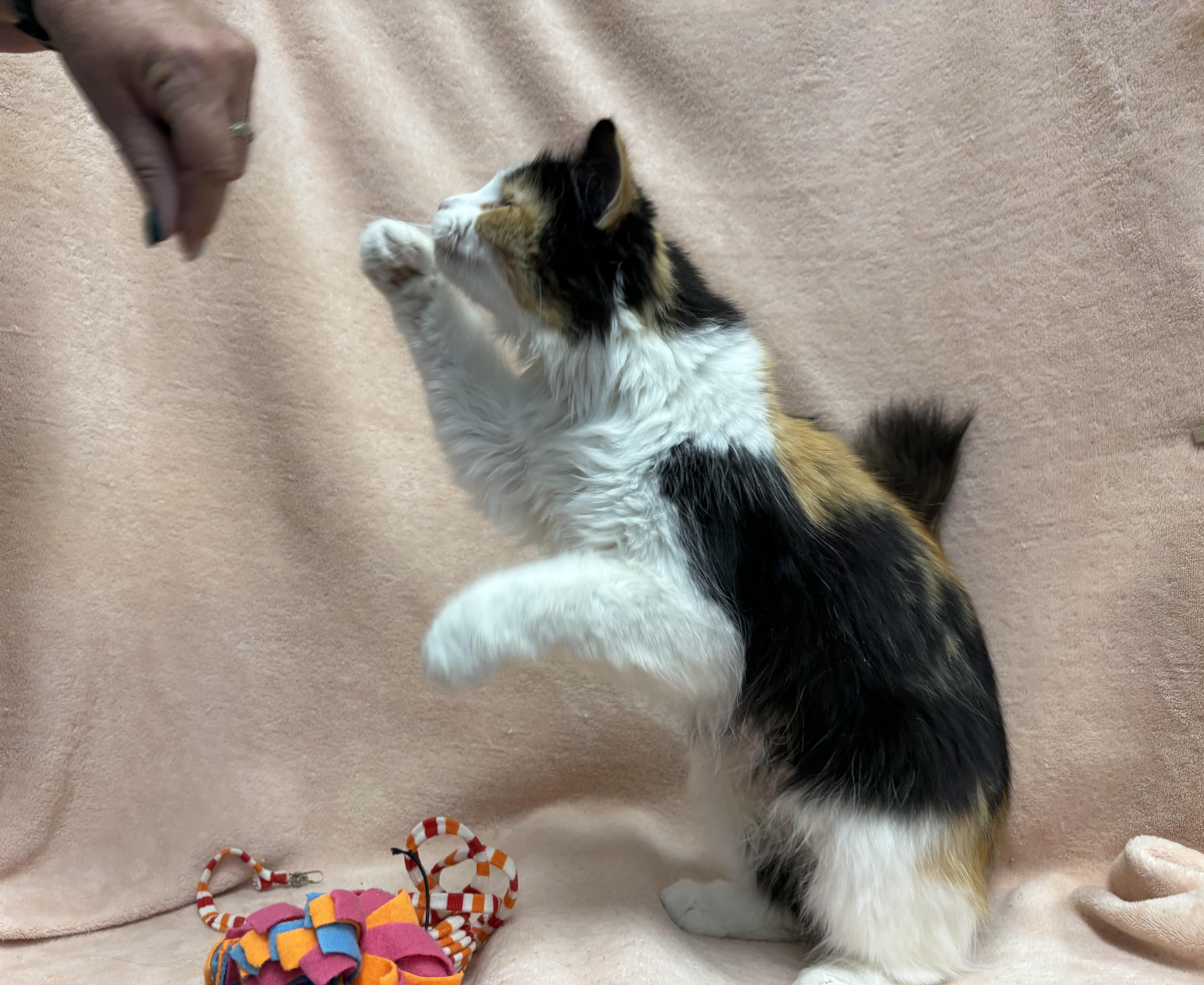 Calypso, an adoptable Domestic Long Hair in Torrington, WY, 82240 | Photo Image 4