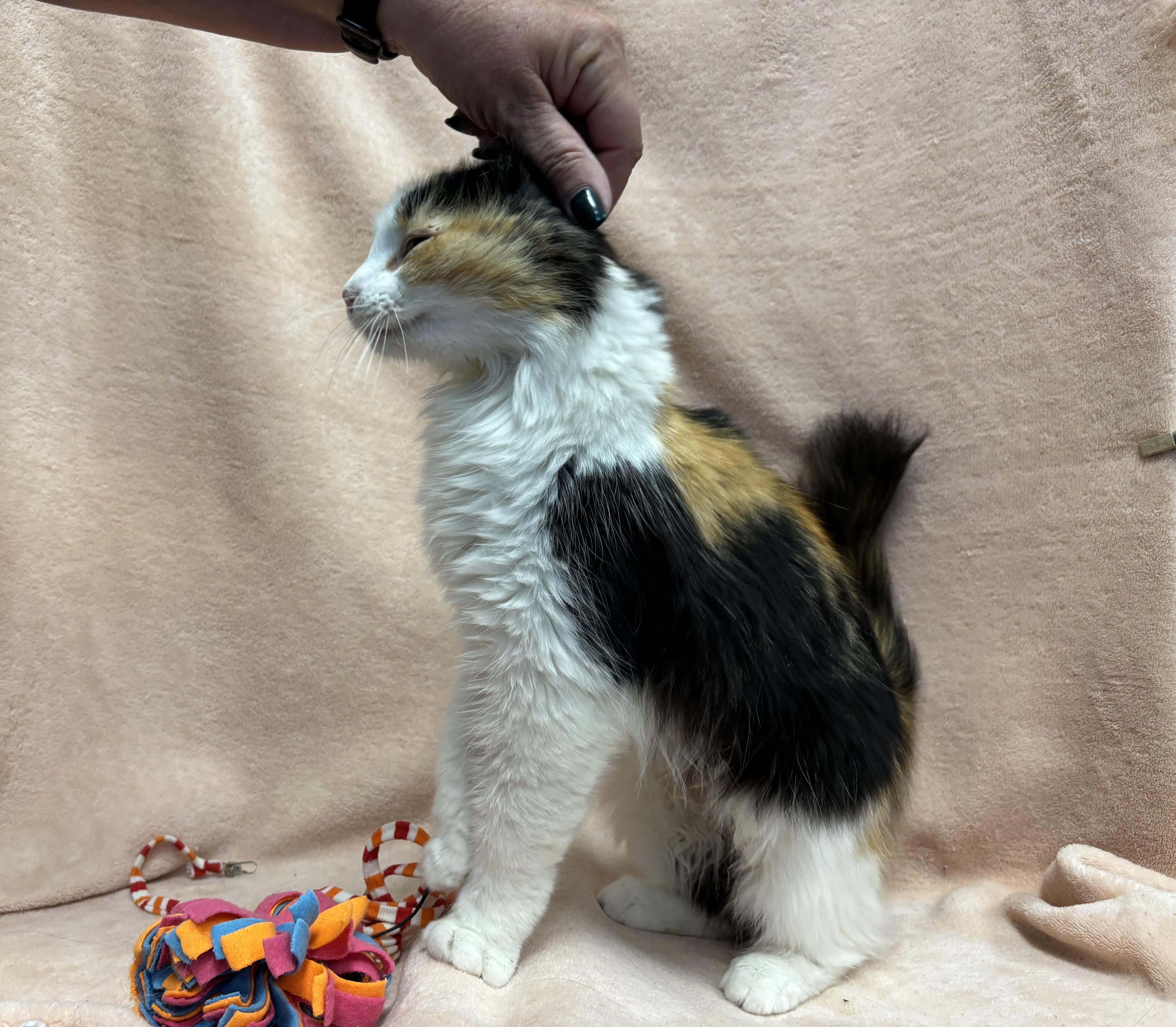 Calypso, an adoptable Domestic Long Hair in Torrington, WY, 82240 | Photo Image 5