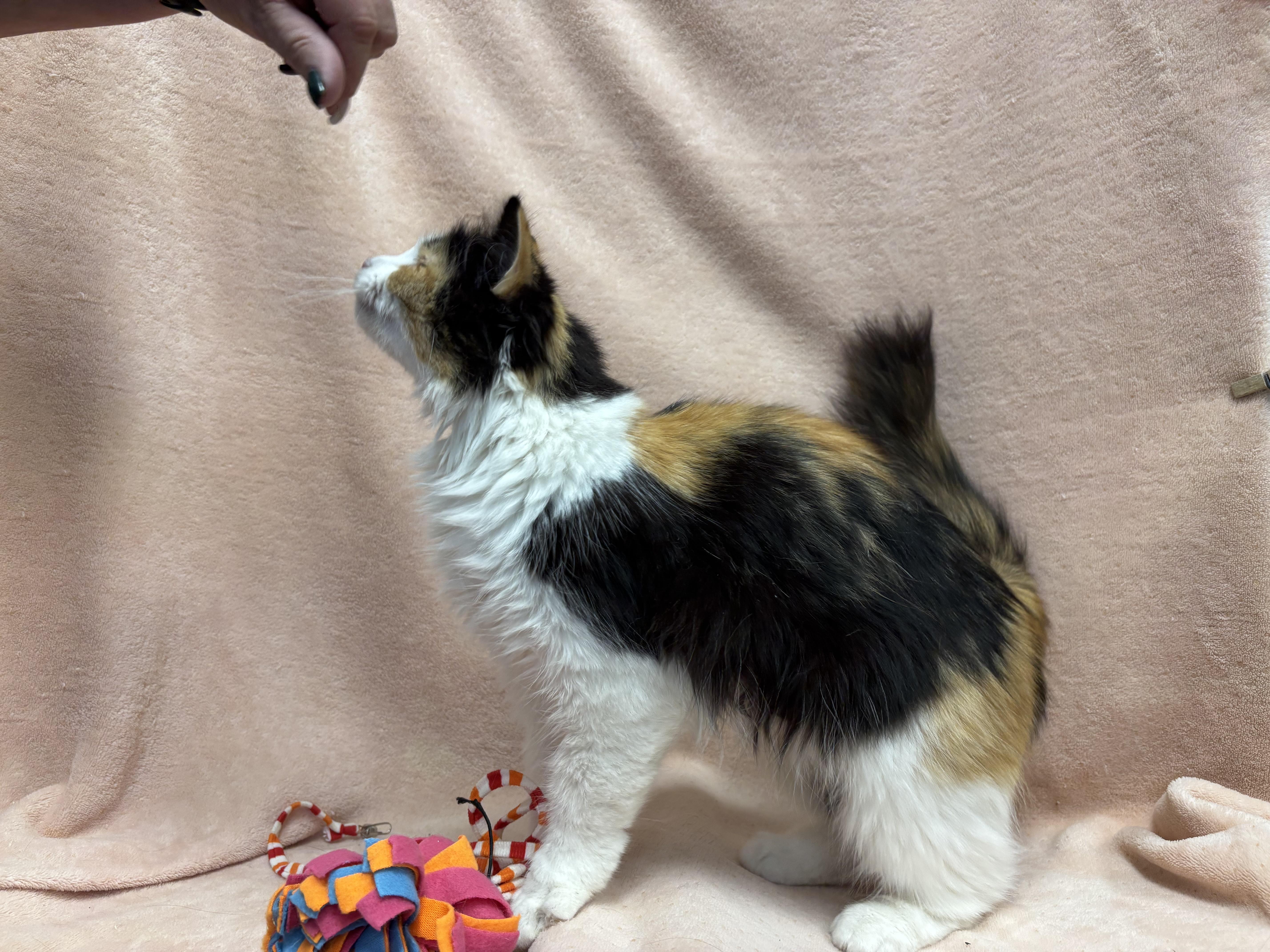 Calypso, an adoptable Domestic Long Hair in Torrington, WY, 82240 | Photo Image 2