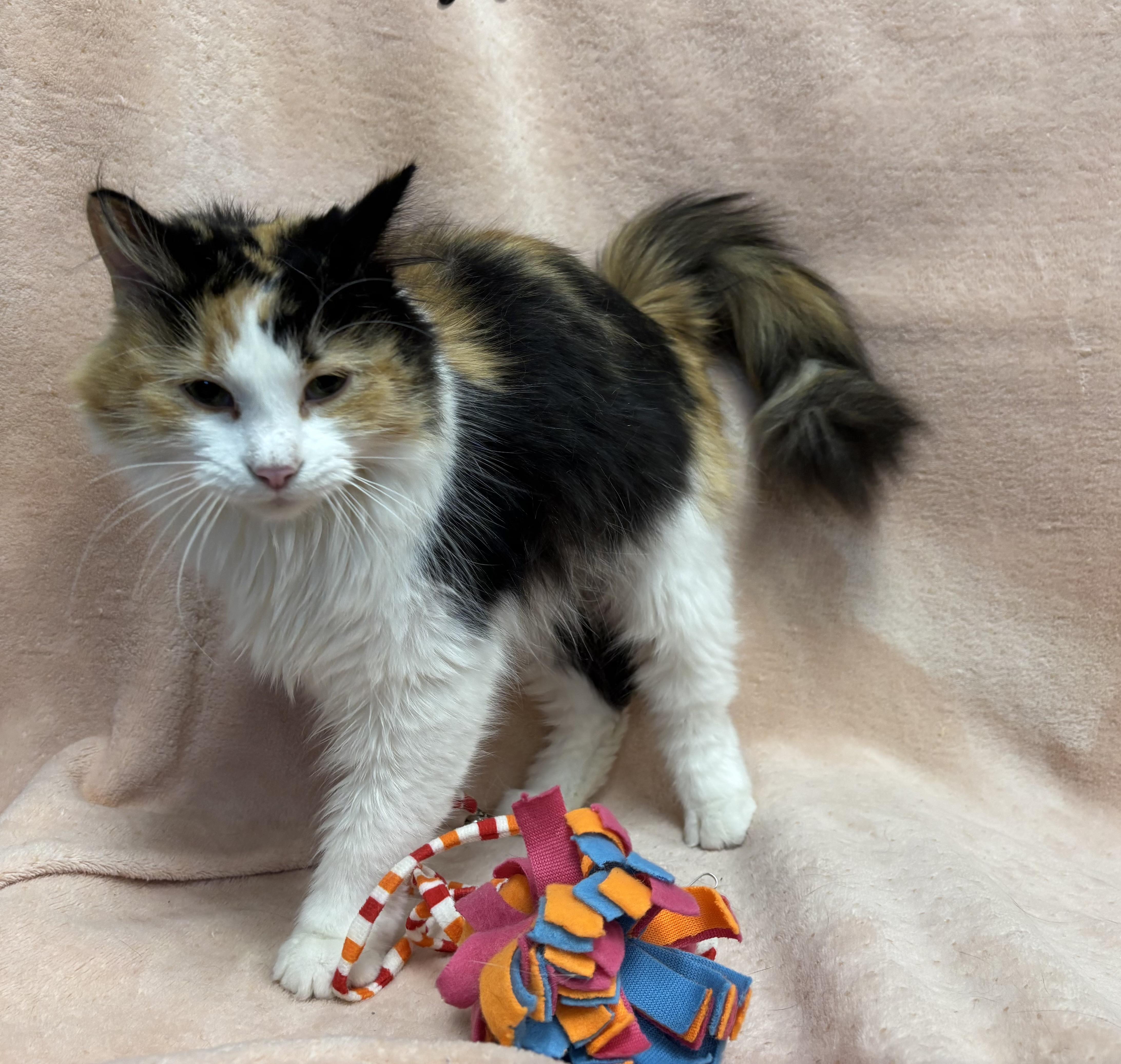 Calypso, an adoptable Domestic Long Hair in Torrington, WY, 82240 | Photo Image 3
