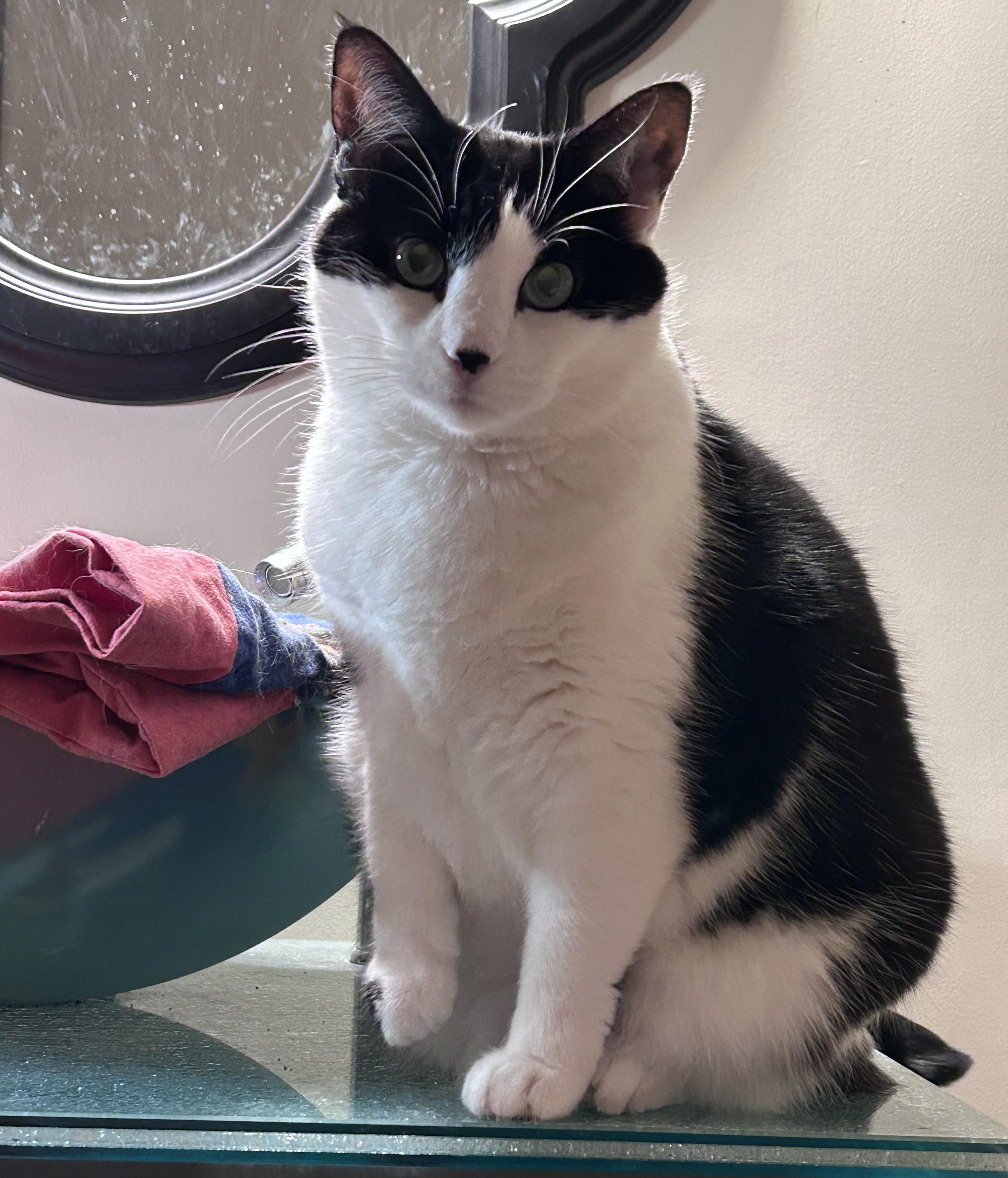 Enlarge Diva, a Adopted Domestic Short Hair in Shakopee, MN image 1/1