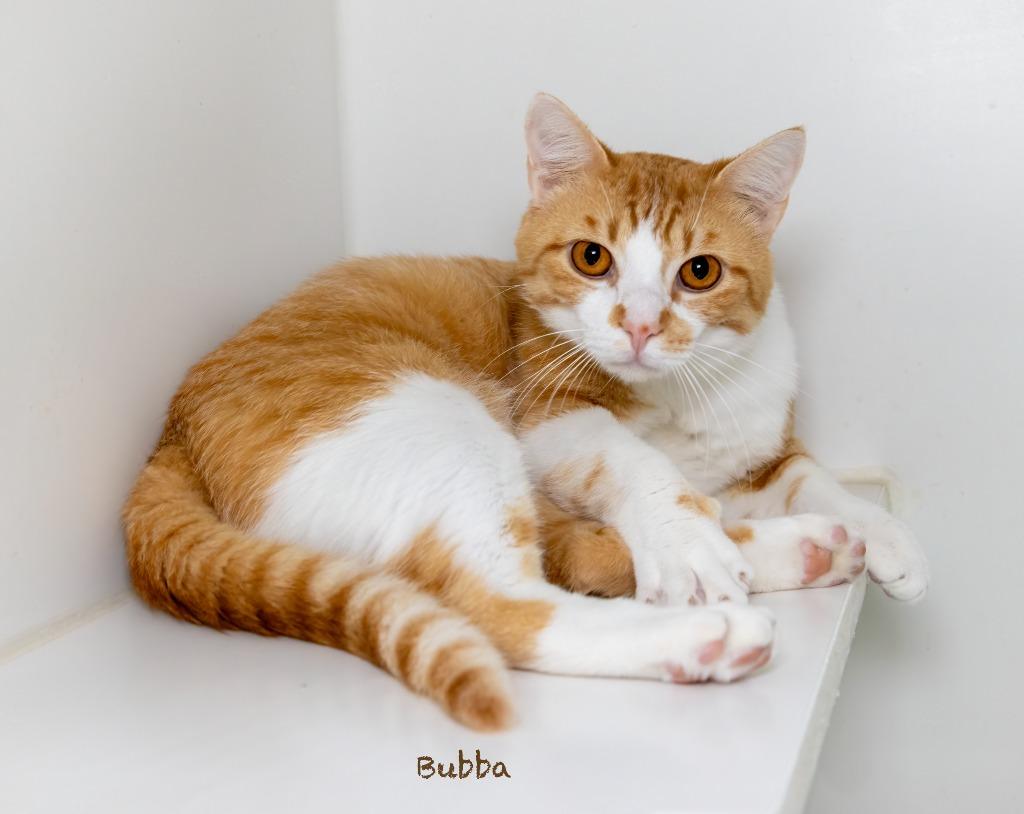 Bubba, Adoptable, Adult Male Domestic Short Hair.