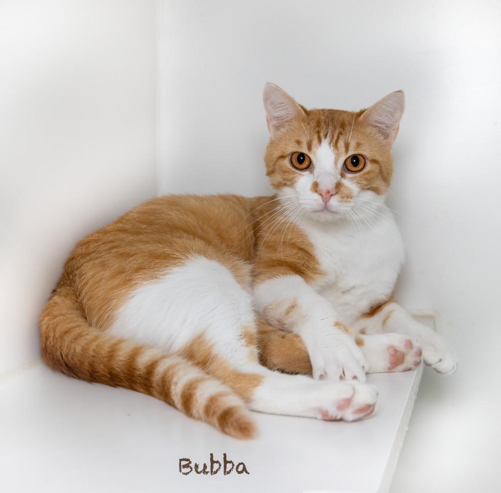Bubba, a Adoptable mixed breed in Hot Springs Village, AR image 2/2