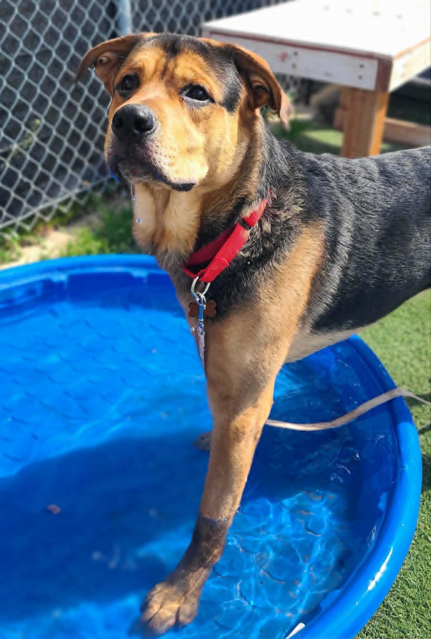 Enlarge Hercules, a Adoptable Mixed Breed in Fruit Heights, UT image 1/6