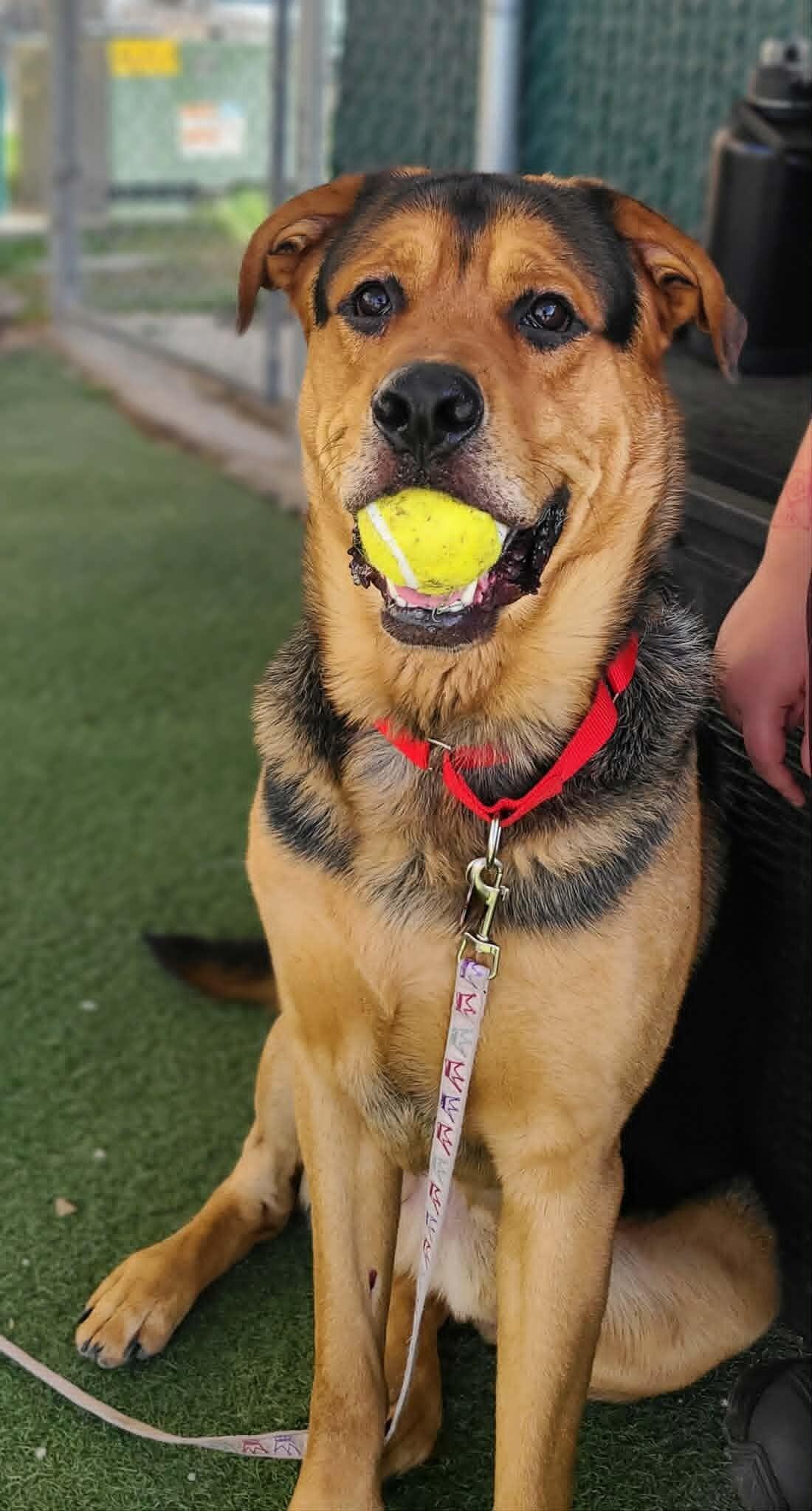 Enlarge Hercules, a Adoptable Mixed Breed in Fruit Heights, UT image 2/6