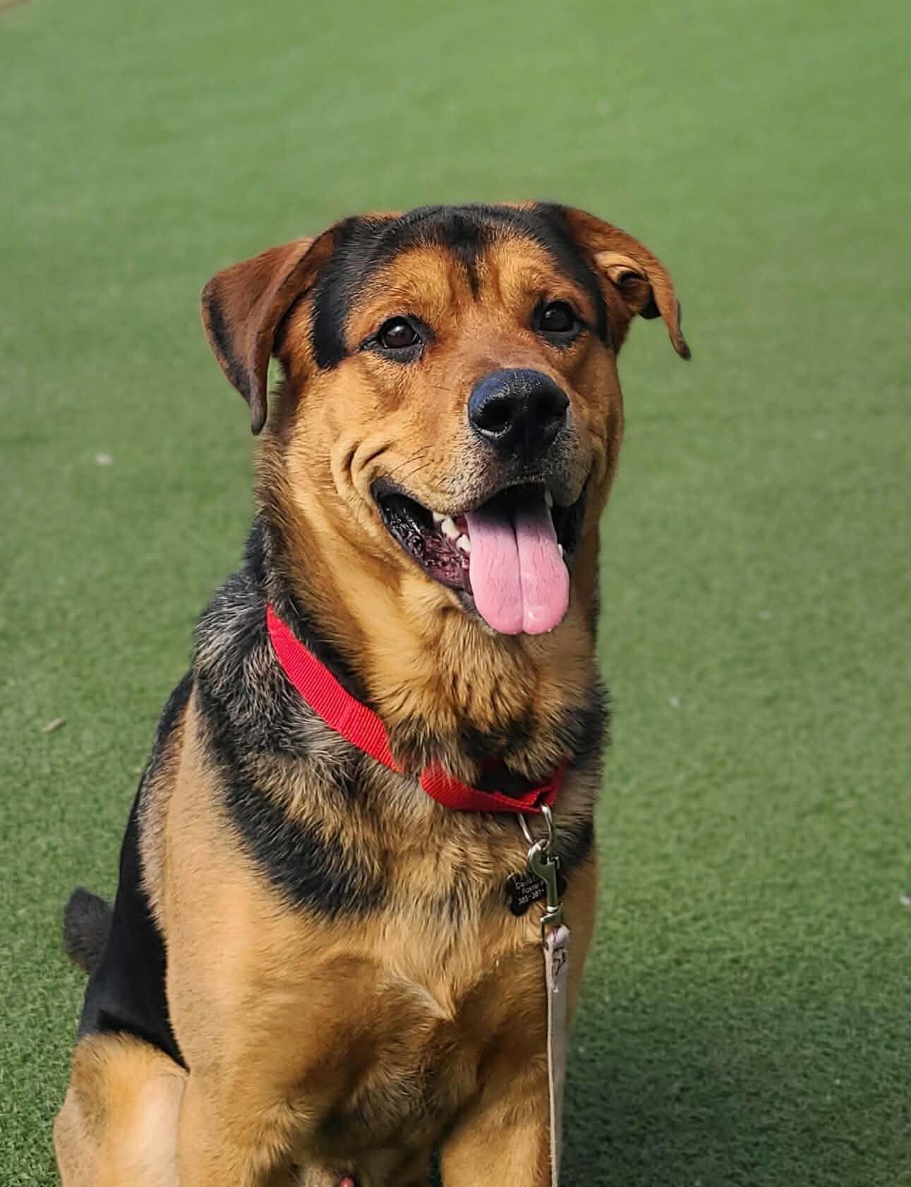 Enlarge Hercules, a Adoptable Mixed Breed in Fruit Heights, UT image 3/6