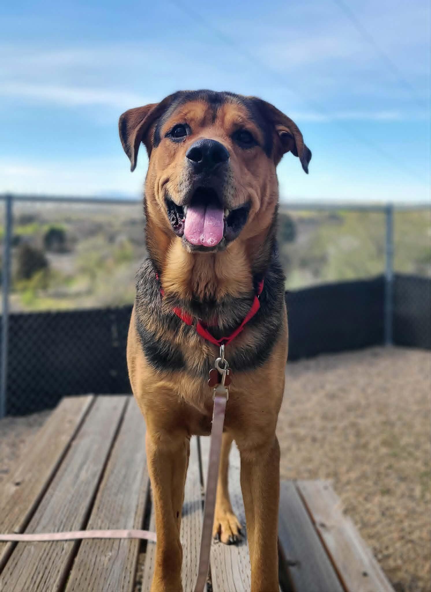 Enlarge Hercules, a Adoptable Mixed Breed in Fruit Heights, UT image 4/6