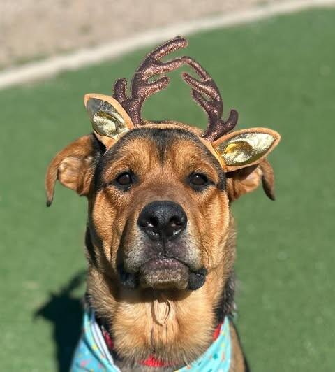 Hercules, Adoptable, Adult Male Mixed Breed.