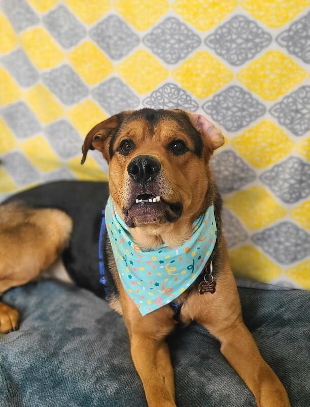 Enlarge Hercules, a Adoptable Mixed Breed in Fruit Heights, UT image 2/6