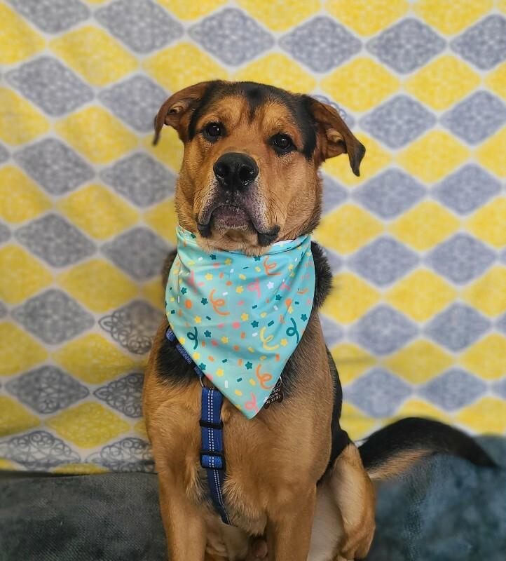 Enlarge Hercules, a Adoptable Mixed Breed in Fruit Heights, UT image 3/6