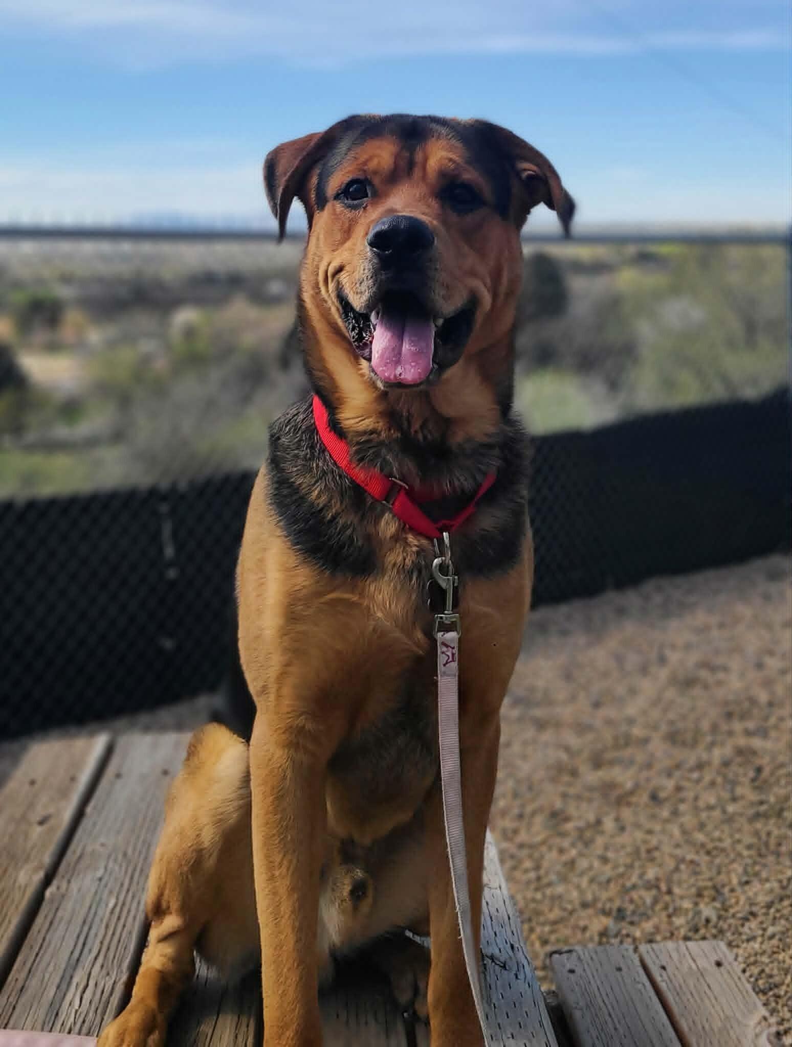 Enlarge Hercules, a Adoptable Mixed Breed in Fruit Heights, UT image 5/6