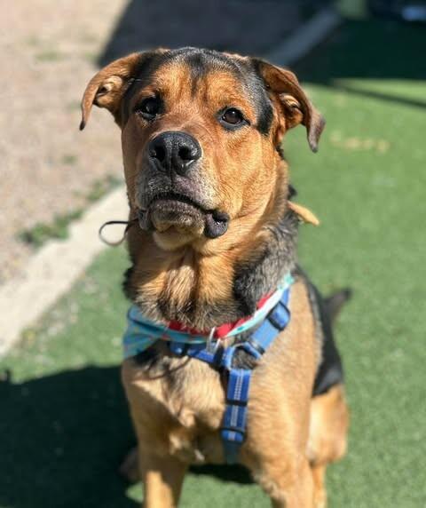 Enlarge Hercules, a Adoptable Mixed Breed in Fruit Heights, UT image 4/6