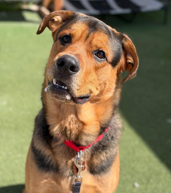 Enlarge Hercules, a Adoptable Mixed Breed in Fruit Heights, UT image 6/6