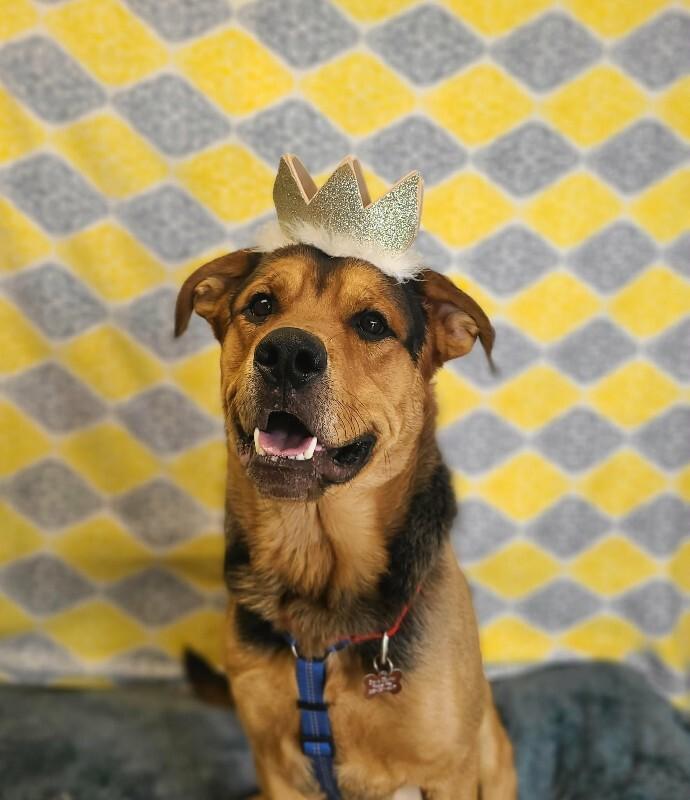 Enlarge Hercules, a Adoptable Mixed Breed in Fruit Heights, UT image 6/6