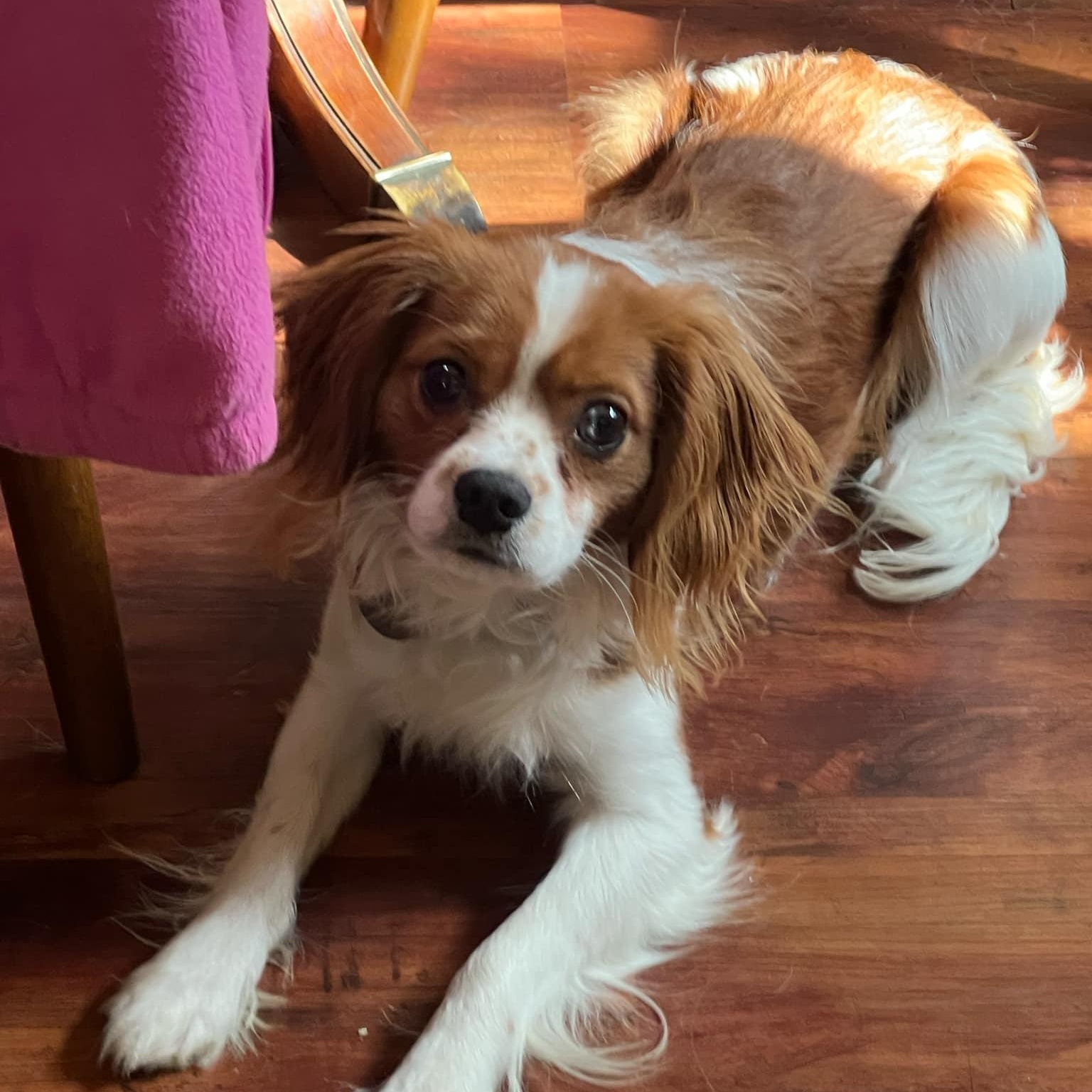 Enlarge Harry, a ADOPTABLE Cavalier King Charles Spaniel in Furlong, PA image 4/4