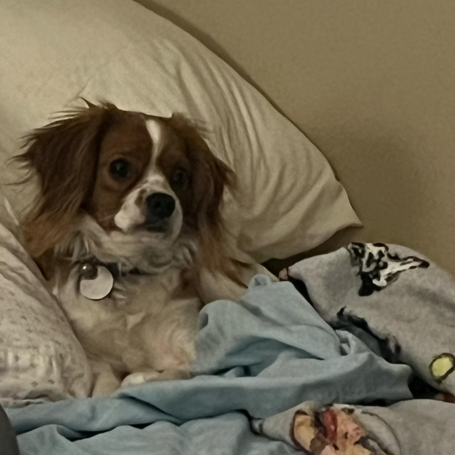 Enlarge Harry, a ADOPTABLE Cavalier King Charles Spaniel in Furlong, PA image 2/4