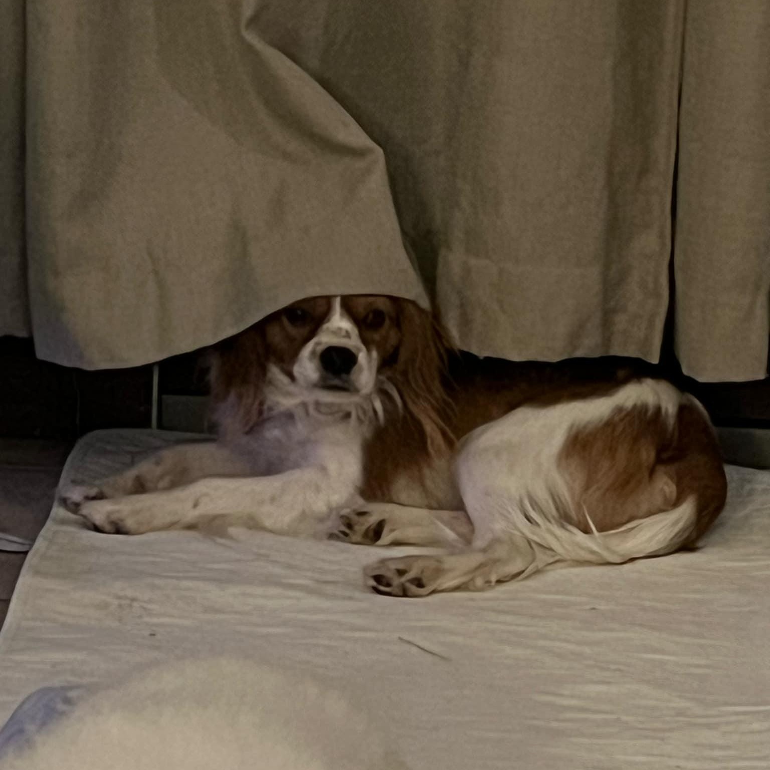 Harry, ADOPTABLE, Young Male Cavalier King Charles Spaniel.