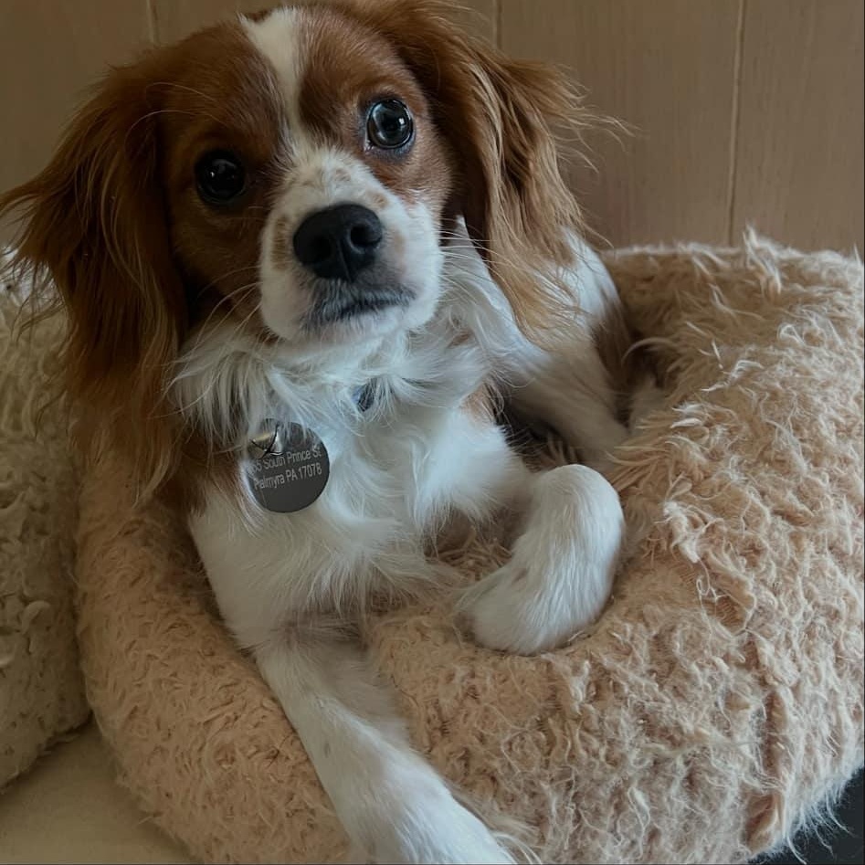 Enlarge Harry, a ADOPTABLE Cavalier King Charles Spaniel in Furlong, PA image 3/4