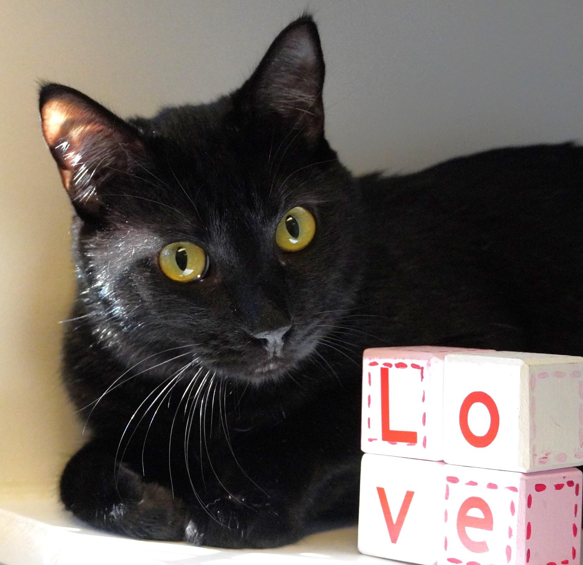 Enlarge Lil Bug, a ADOPTABLE mixed breed in Grants Pass, OR image 1/2