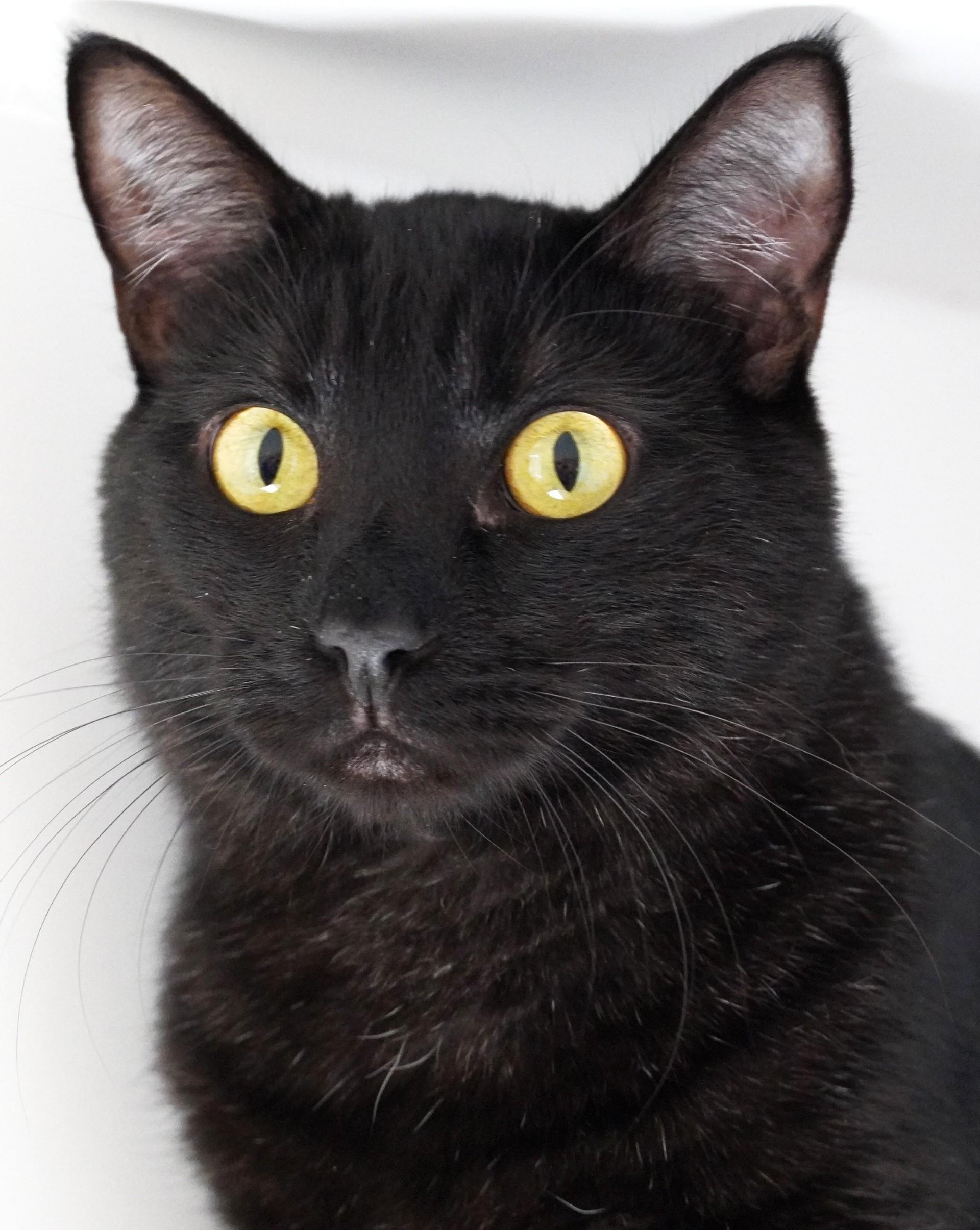 Enlarge Lil Bug, a ADOPTABLE mixed breed in Grants Pass, OR image 2/2