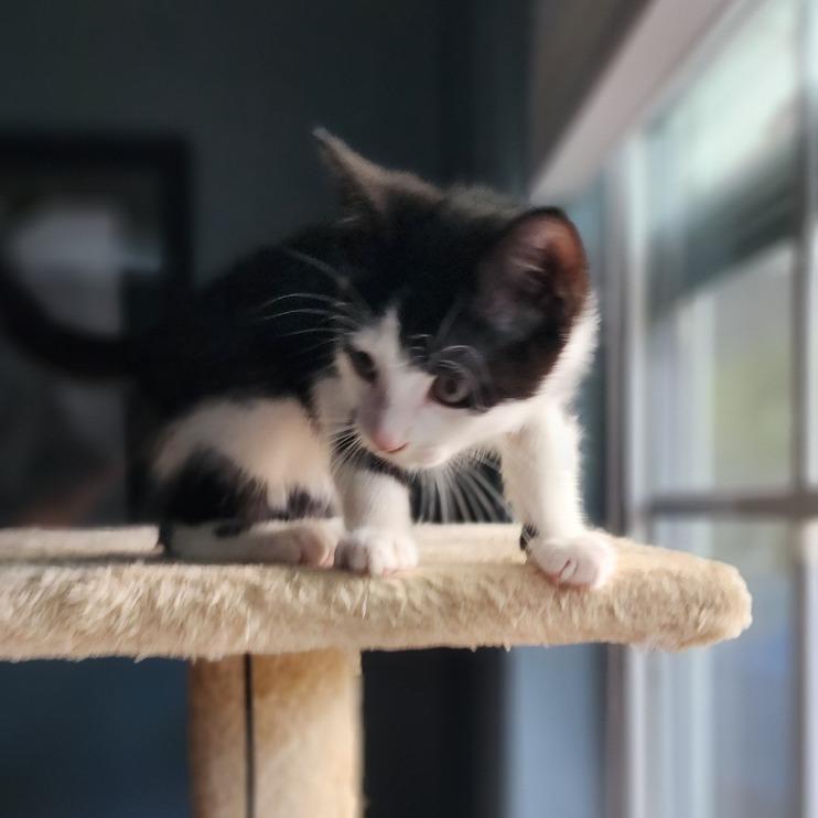 Poppy, Adoptable, Kitten Female Domestic Short Hair.