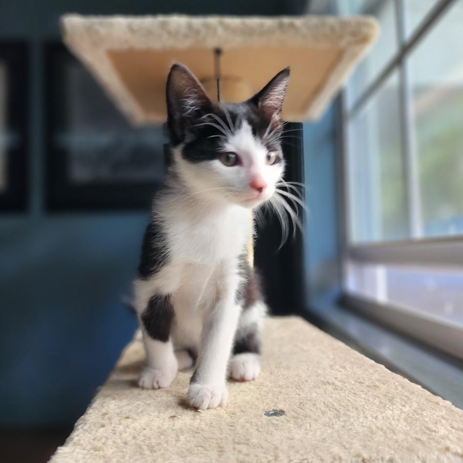 Enlarge Poppy, a Adoptable Domestic Short Hair in Sarasota, FL image 2/3