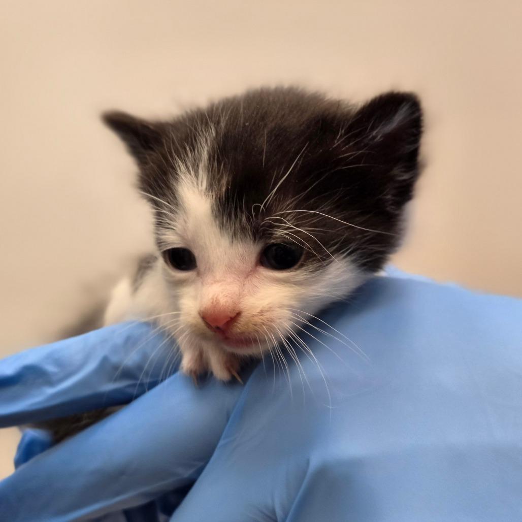 Enlarge Poppy, a Adoptable Domestic Short Hair in Sarasota, FL image 3/3