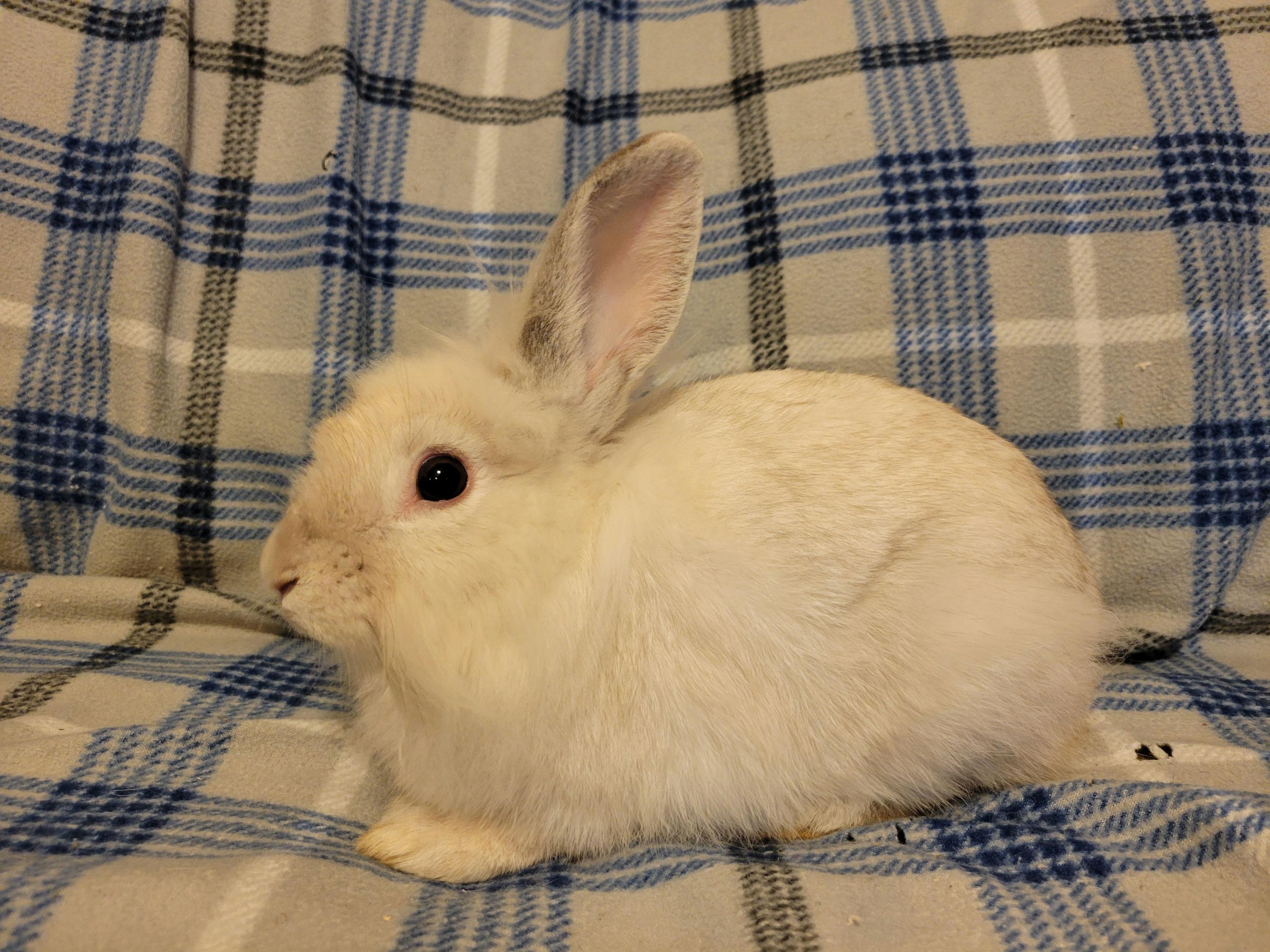 Gimlet photo 2
