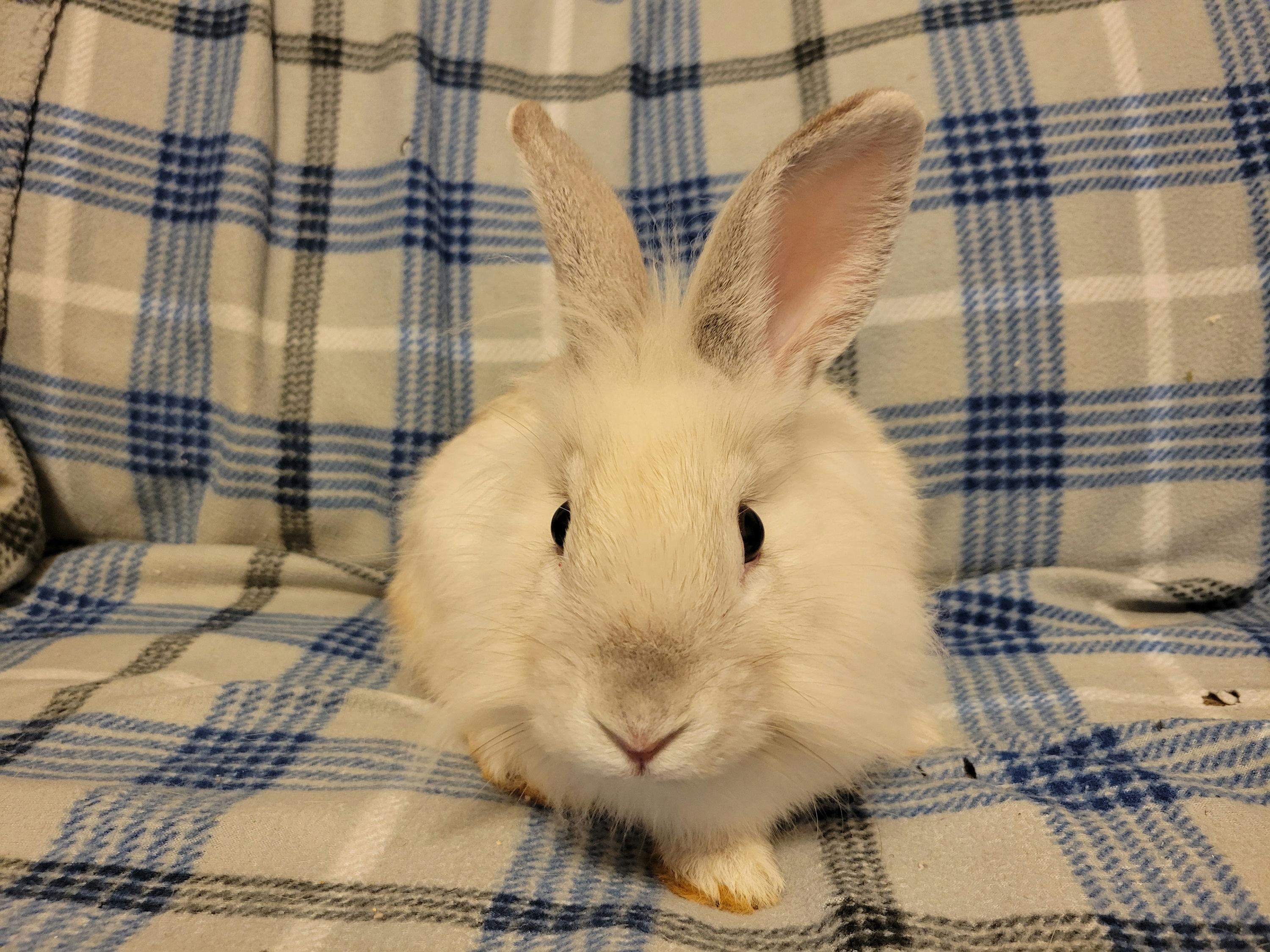Gimlet, Young Male unknown