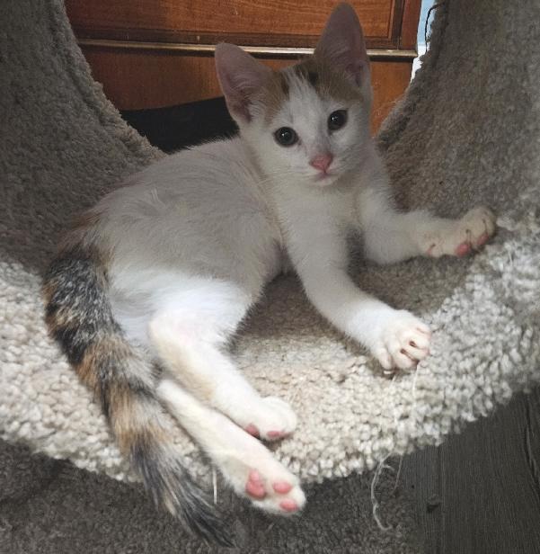 Enlarge Pixie, a Adoptable mixed breed in Lafayette, LA image 3/5