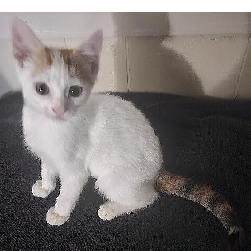 Pixie, Adoptable, Kitten Female Domestic Short Hair & Calico.