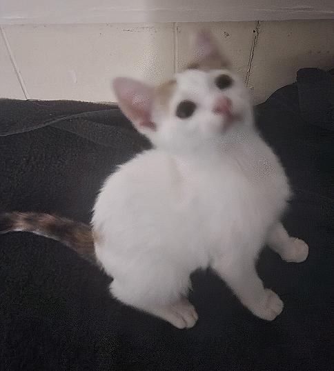 Enlarge Pixie, a Adoptable mixed breed in Lafayette, LA image 5/5