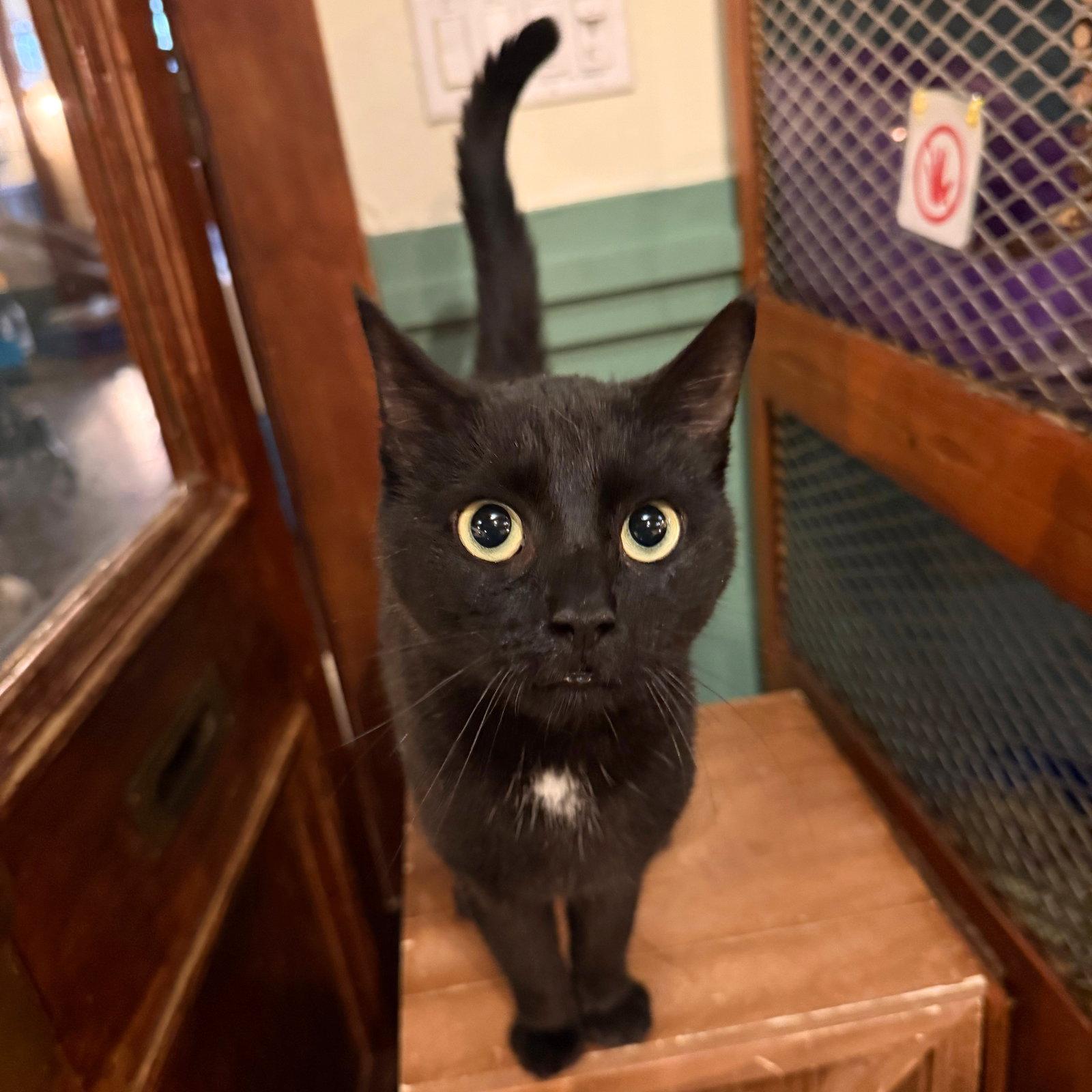 Miles, Adopted, Adult Male Domestic Short Hair.