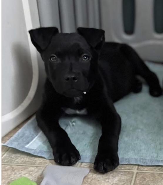 Saint Incredible — thumbnail 2