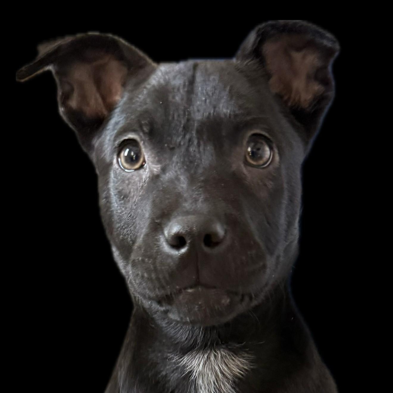 Saint Incredible — thumbnail 3