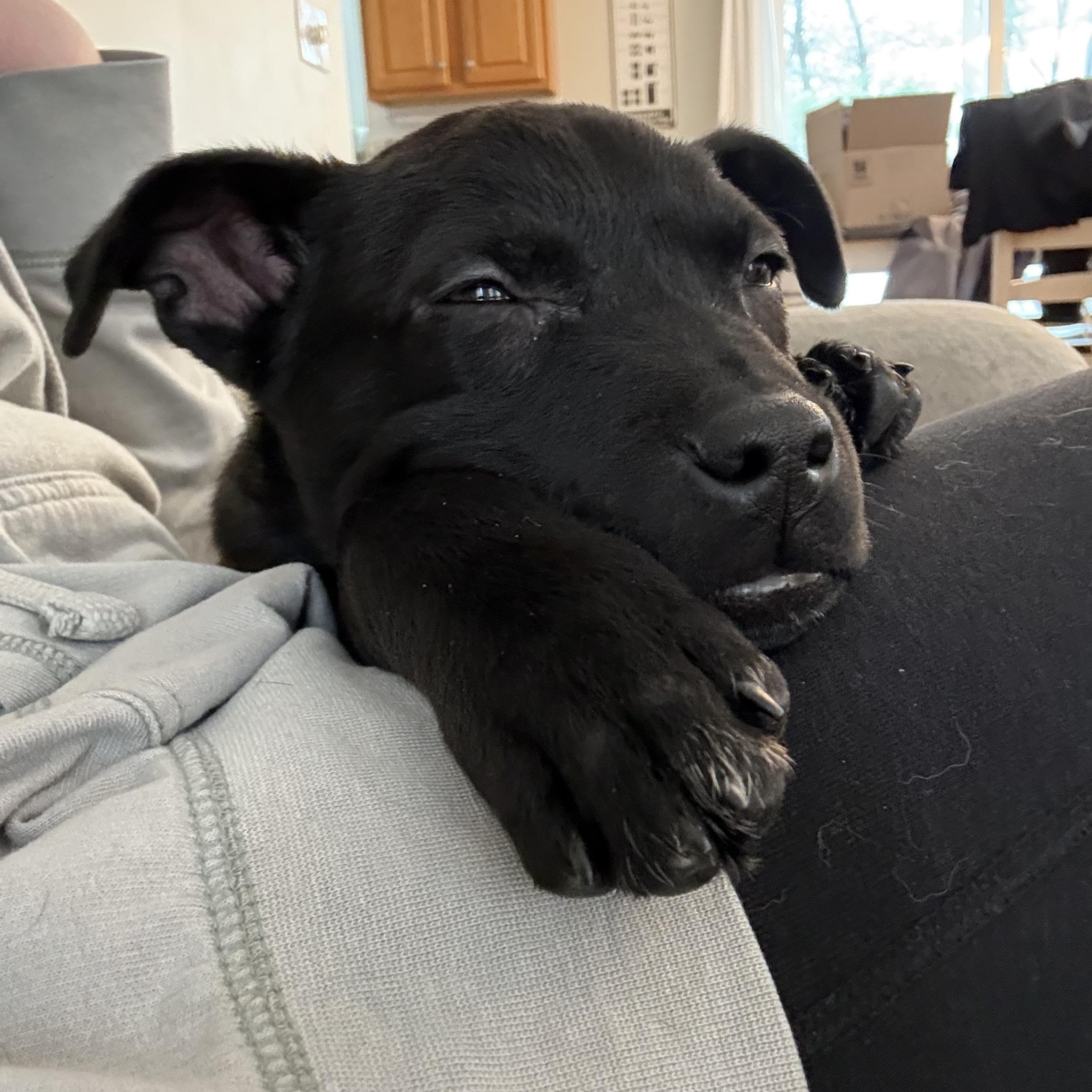 Saint Incredible — thumbnail 5