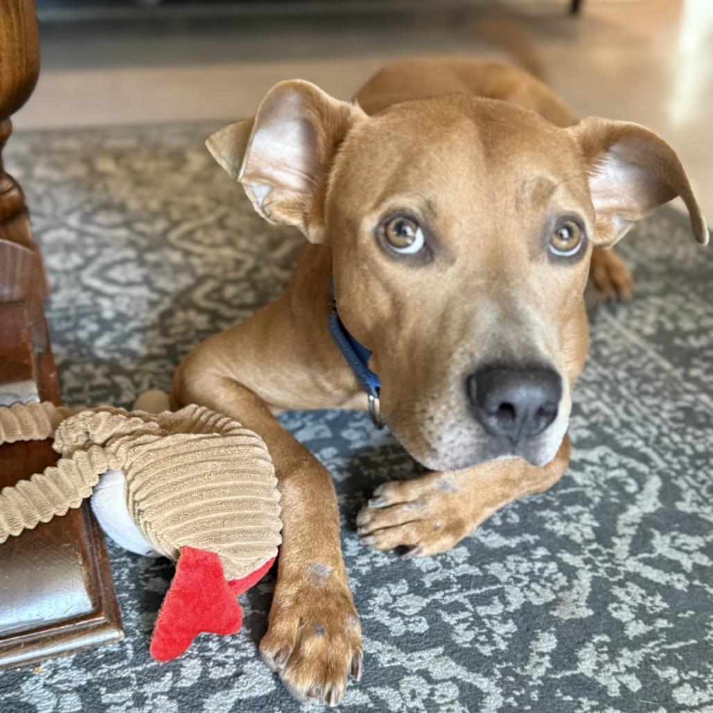 Hulk — thumbnail 3