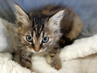 Toni, a Adoptable mixed breed in Anaconda, MT image 6/6