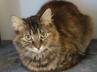 Toni, a Adoptable mixed breed in Anaconda, MT image 3/6